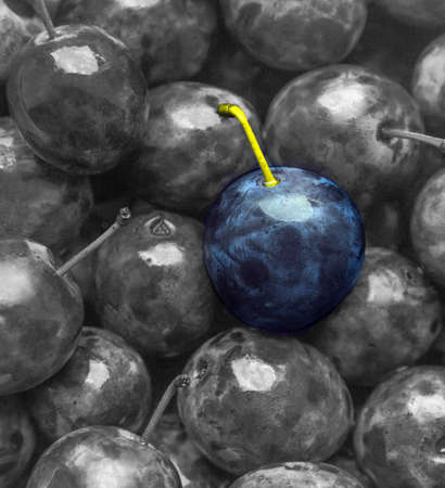background texture of plum blue color on black and white monochrome fruitの写真素材