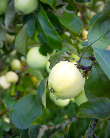apple on apple tree closeup photoの写真素材