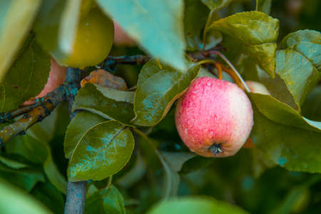 apple on apple tree white yellow white pouring grows in drops of dew copy spaceの写真素材