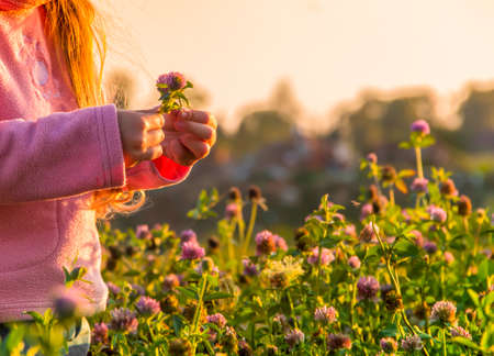against the backdrop of the setting sun on a field with flowers of a clover girl without a face in...