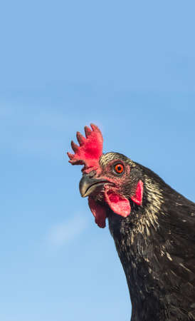 against a blue sky background a black chicken with a red eye and a red combの写真素材
