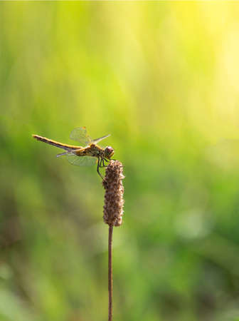 on a background of green grass on a branch sitting dragonfly light green color sun rays copy spaceの写真素材