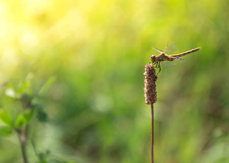 on a background of green grass on a branch sitting dragonfly light green color sun rays copy spaceの写真素材
