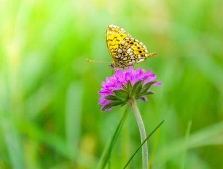 on a purple flower sits a beautiful yellow butterfly on a blurred backgroundの写真素材