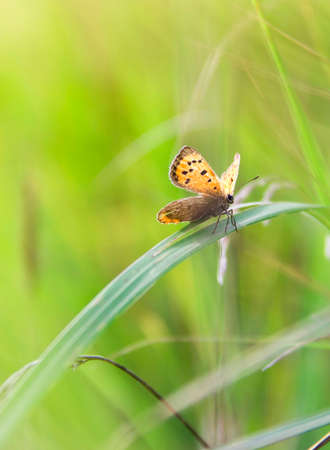 on a blade of grass sits a beautiful orange butterfly on a blurred light green background copy spaceの写真素材