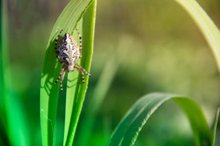 on a green grass spider creeps white in the rays of sunlightの写真素材