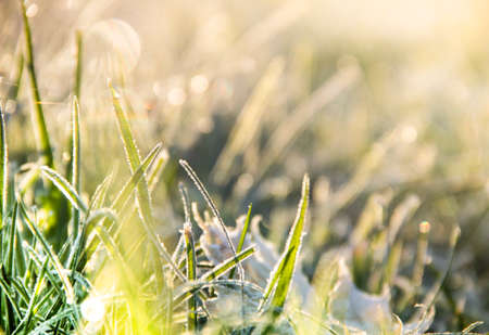 background of a blurred green grass in a frost bokehの写真素材