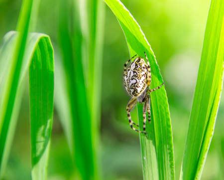 on a green grass spider creeps white in the rays of sunlightの写真素材