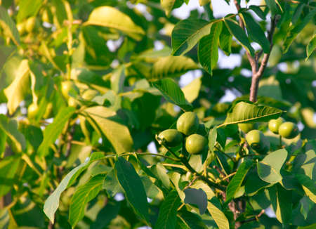 fruits of a walnut on a tree in the rays of sunlight sunsetの写真素材