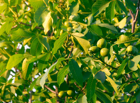 fruits of a walnut on a tree in the rays of sunlight sunsetの写真素材