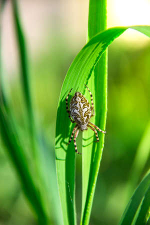 on a green grass spider creeps white in the rays of sunlightの写真素材