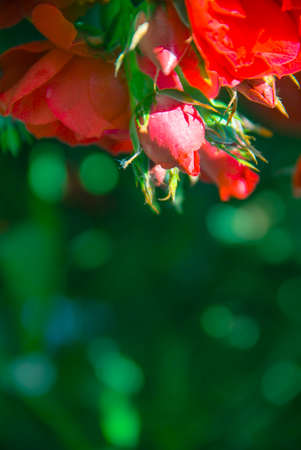 on a background of green bokeh blurred flowers of a rose red color copy spaceの写真素材