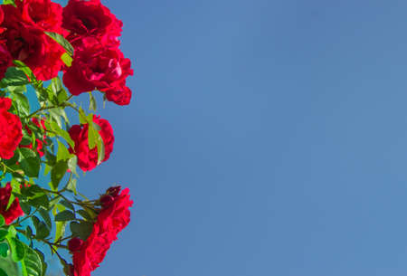 on a blue sky background a red rose flowerの写真素材