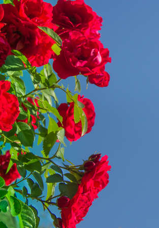 on a blue sky background a red rose flowerの写真素材