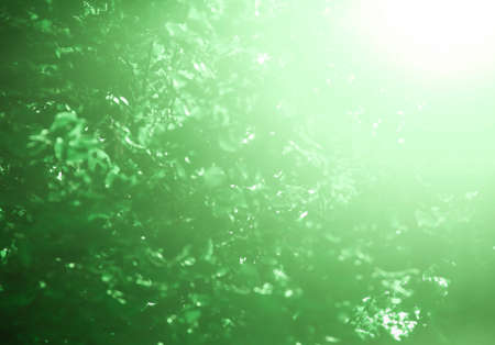 Background blurred golden color bokeh leaves green autumn light rays sunの写真素材