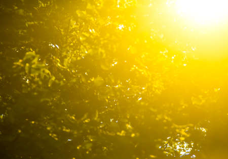 Background blurred golden color bokeh leaves autumn light rays sunの写真素材