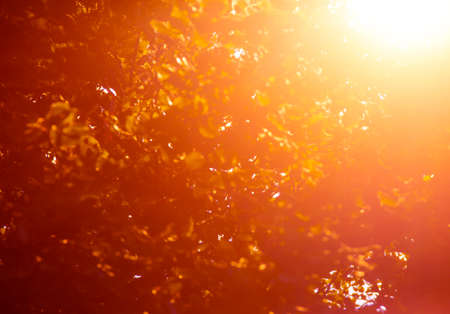 Background blurred golden color bokeh leaves autumn light rays sunの写真素材