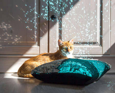 Red cat in the light of the rays of the lights of the holiday glitterの写真素材