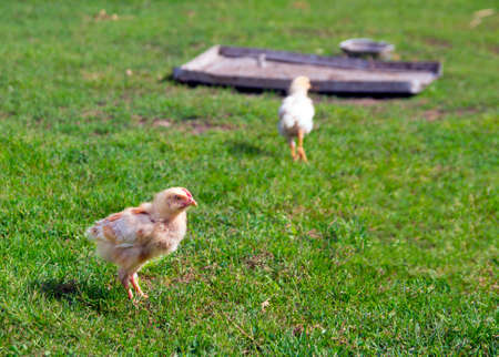 on the green grass walks a small chicken chicken thighの写真素材