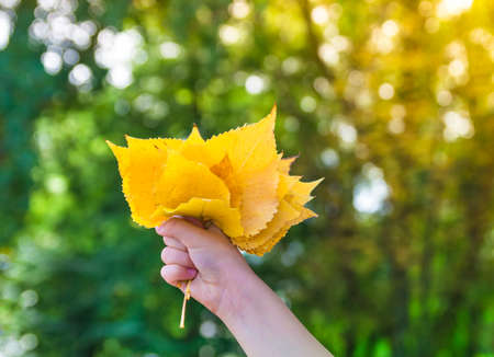 on a bokeh background of green and yellow trees autumn summer hand with yellow leaves bouquetの写真素材