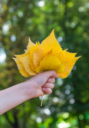 on a bokeh background of green and yellow trees autumn summer hand with yellow leaves bouquetの写真素材
