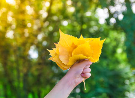 on a bokeh background of green and yellow trees autumn summer hand with yellow leaves bouquetの写真素材