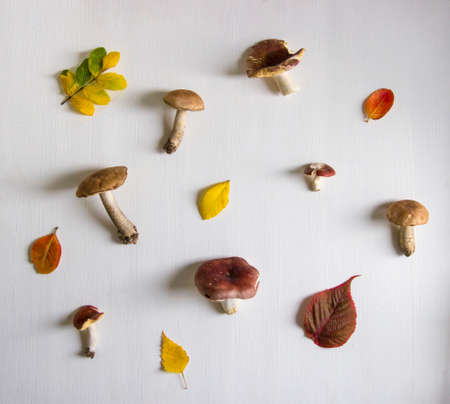 background is white on it autumn mushrooms and leavesの写真素材