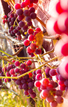 vineyard vineyard red leaves berries with sunrays sunsetの写真素材
