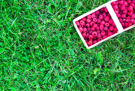 wicker basket with fresh raspberries stands on the green grassの写真素材