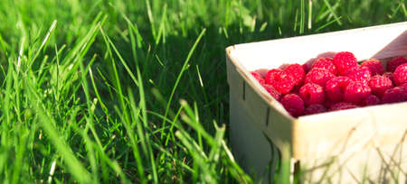 wicker basket with fresh raspberries stands on the green grass