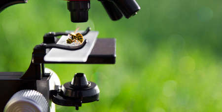 a microscope stands on a green background and on the glass lies a bee wasp insecの写真素材