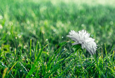 on green grass white flower chrysanthemum in drops of dew rain macroの写真素材