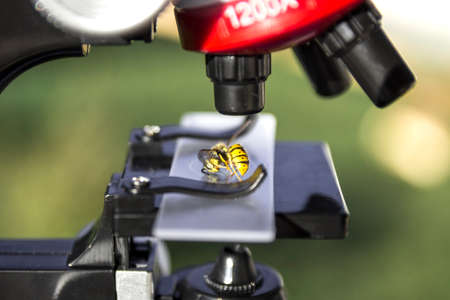a microscope stands on a green background and on the glass lies a bee wasp insecの写真素材
