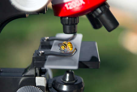 a microscope stands on a green background and on the glass lies a bee wasp insecの写真素材