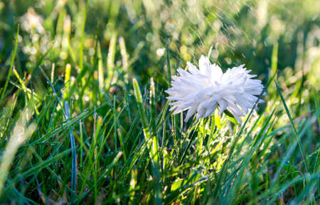 on green grass white flower chrysanthemum in drops of dew rain macroの写真素材