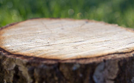 on a background of green bokeh grass background stand stump treeの写真素材