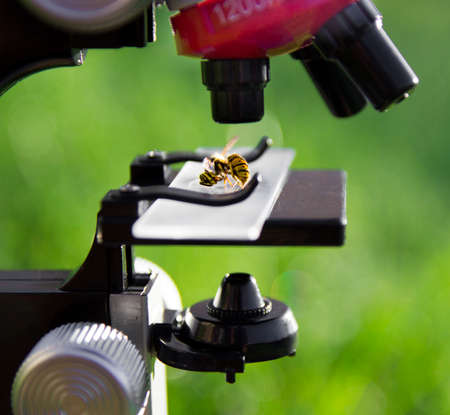 a microscope stands on a green background and on the glass lies a bee wasp insecの写真素材