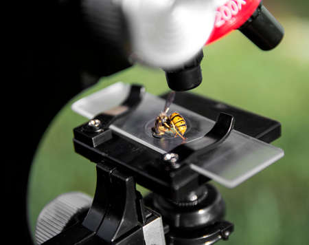 a microscope stands on a green background and on the glass lies a bee wasp insecの写真素材