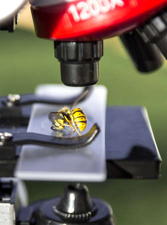 a microscope stands on a green background and on the glass lies a bee wasp insecの写真素材