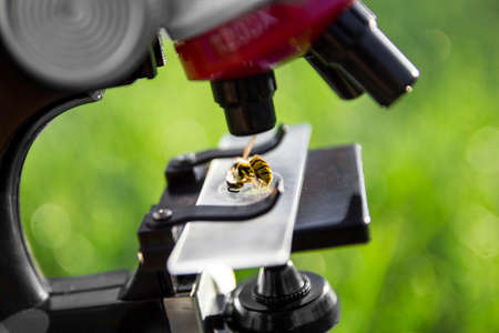 a microscope stands on a green background and on the glass lies a bee wasp insectの写真素材