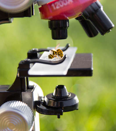 a microscope stands on a green background and on the glass lies a bee wasp insecの写真素材