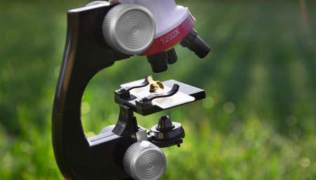 a microscope stands on a green background and on the glass lies a bee wasp insectの写真素材