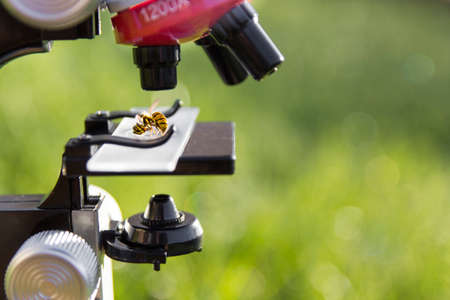 a microscope stands on a green background and on the glass lies a bee wasp insecの写真素材