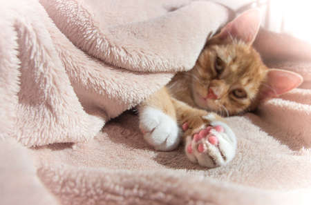 red cat lies resting with a pink soft toyの写真素材