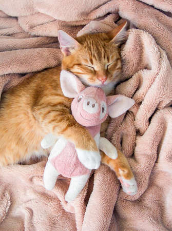 red cat lies resting paw with a pink pad soft sleepの写真素材