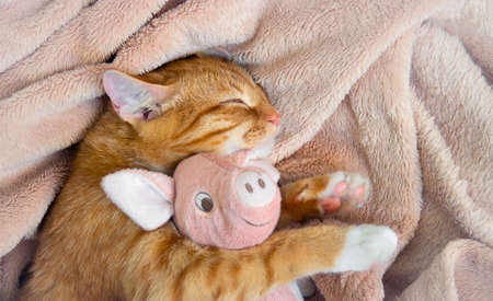 red cat lies resting sleep with a pink soft toy pigの写真素材