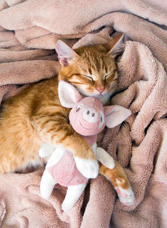 red cat lies resting paw with a pink pig piggy soft sleepの写真素材