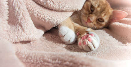 red cat lies resting with a pink soft toyの写真素材