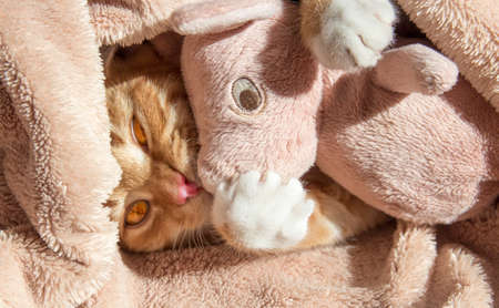 red cat lies resting with a pink soft toy pigの写真素材