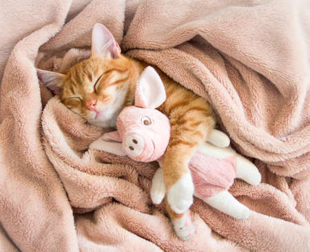 red cat lies resting paw with a pink pad soft sleepの写真素材